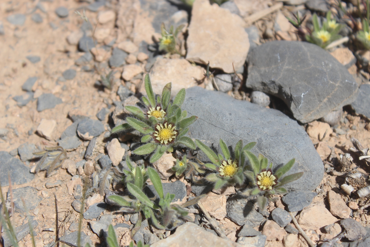 Plant Image